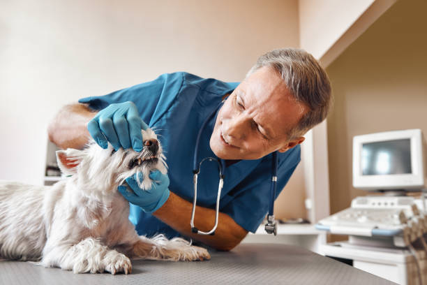 Best Emergency Treatment for Dental Infections or Abscesses in Seabrook Island, SC